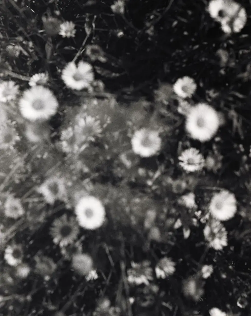 marguerites, argentique